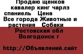 Продаю щенков кавалер кинг чарлз спаниель › Цена ­ 40 000 - Все города Животные и растения » Собаки   . Ростовская обл.,Волгодонск г.